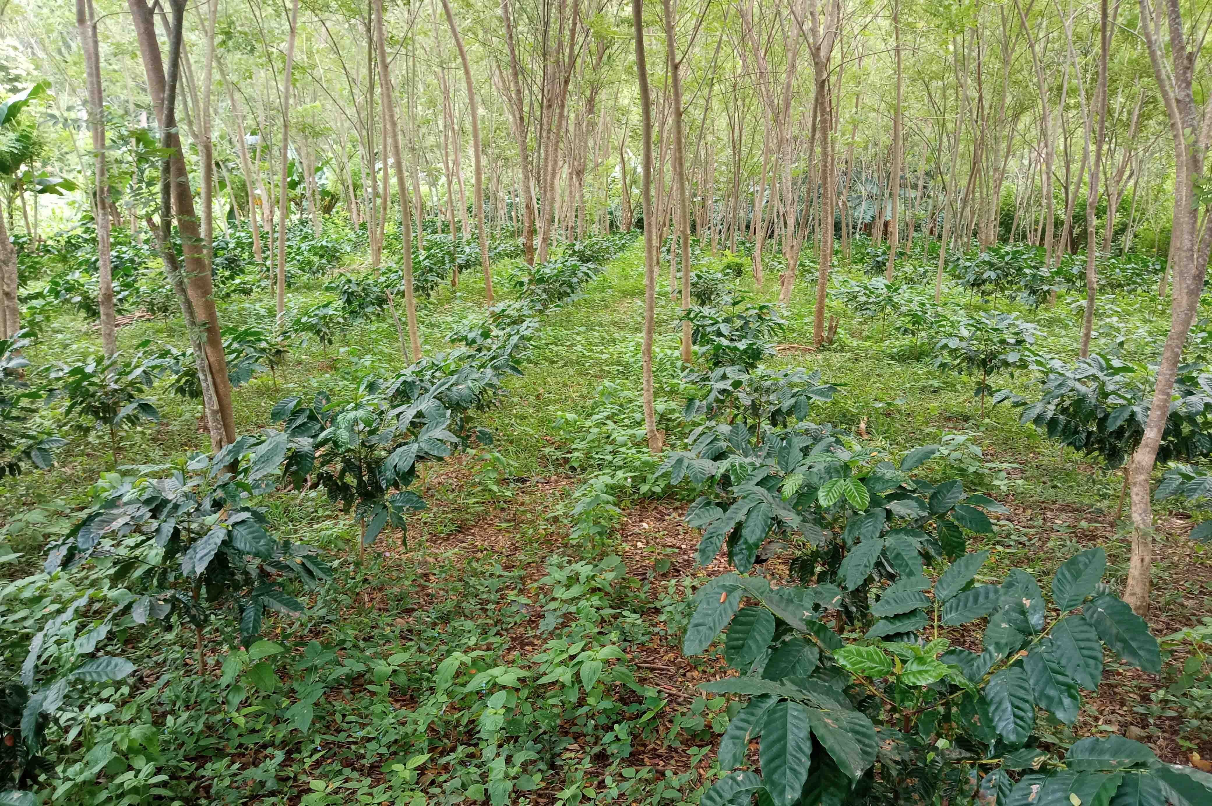 Reimpulsan en Bartolomé Masó proyecto de Desarrollo Cooperativo Agroforestal Reimpulsan en Bartolomé Masó proyecto de Desarrollo Cooperativo Agroforestal