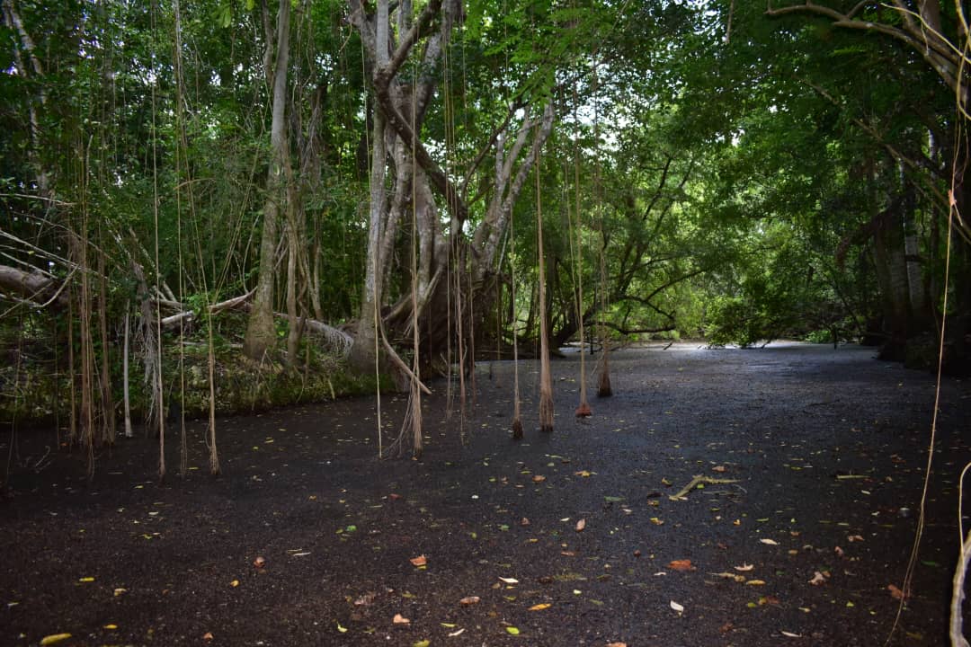Sábalos del Jiquí: un espacio natural privilegiado Sábalos del Jiquí: un espacio natural privilegiado