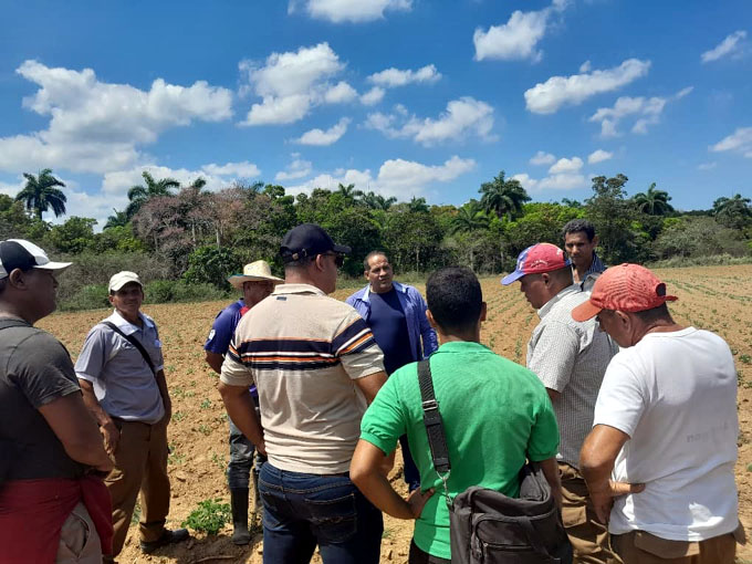 Constatan labores en recuperación cañero-azucarera en Bartolomé Masó