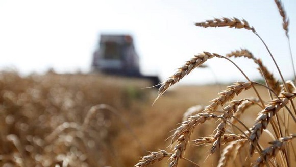 Déficit de harina de trigo afecta producciones del Minal 