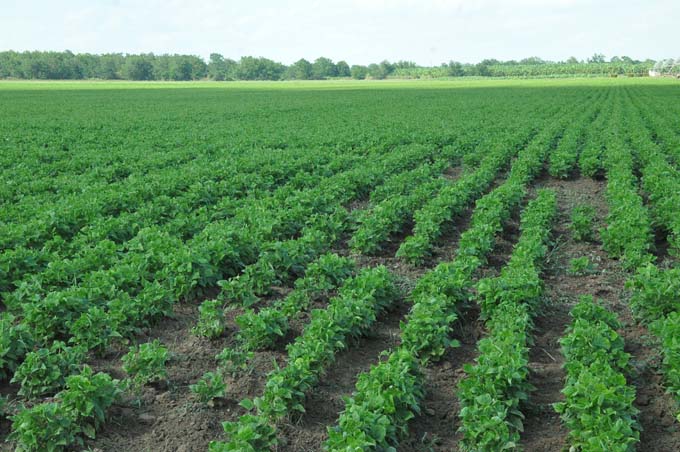 Plantarán 60 mil hectáreas de cultivos varios en campaña de primavera en Granma Plantarán 60 mil hectáreas de cultivos varios en campaña de primavera en Granma