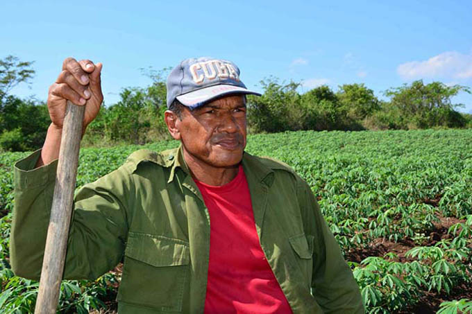 Cuidar su pedazo de tierra, máxima de campesino cubano