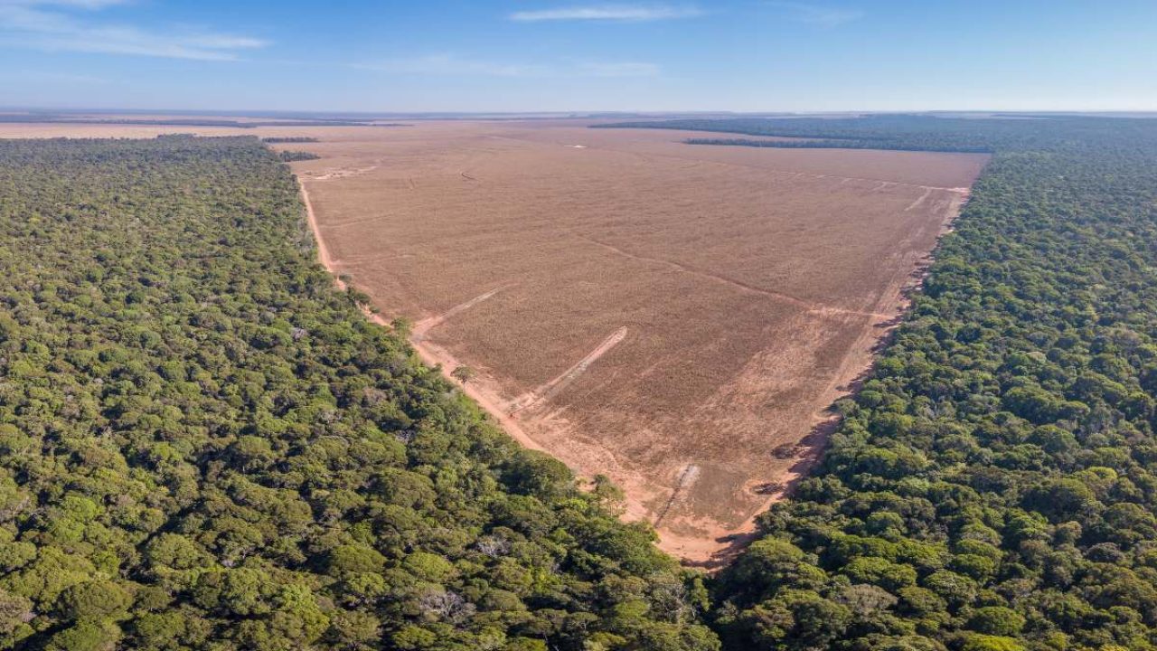 Confirman reducción de deforestación, pero sigue pérdida de bosques Confirman reducción de deforestación, pero sigue pérdida de bosques