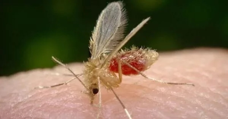 Detectan virus de Oropouche en Colombia Detectan virus de Oropouche en Colombia