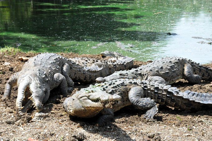 En convivencia directa con el mayor depredador que habita las aguas cubanas