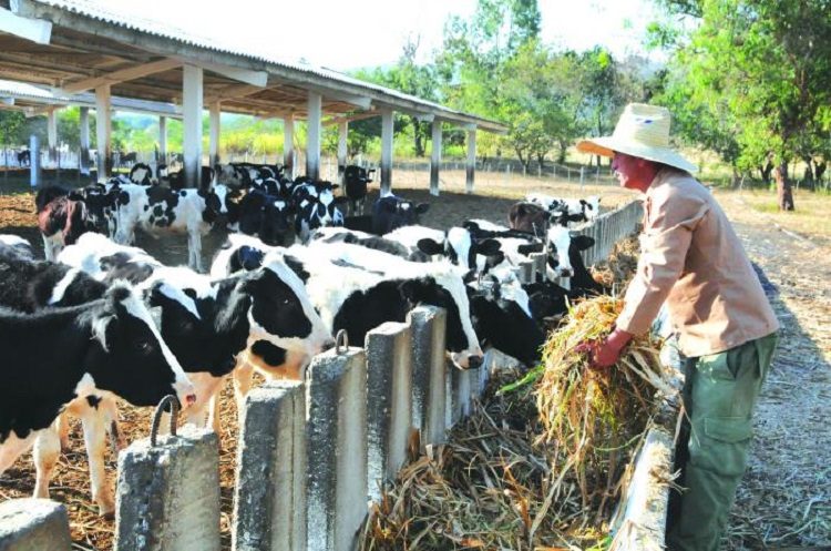 El ejercicio de control de la ganadería ya abarca el 40 % de los tenentes