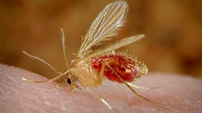 Cuba sin casos críticos ni fallecidos por virus de Oropouche (+ video) Cuba sin casos críticos ni fallecidos por virus de Oropouche (+ video)
