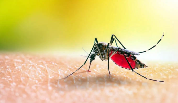 Dengue al alza en el mundo, América y Asia con mayor cifra de casos