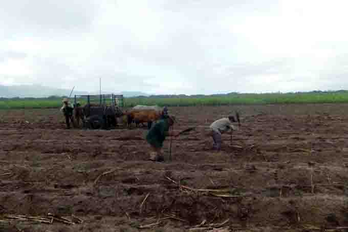 Fomenta sector agroazucarero masoense renovación de su potencial obrero Fomenta sector agroazucarero masoense renovación de su potencial obrero