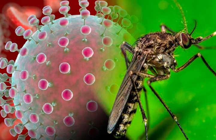 Sugieren más medidas contra el virus del Oropouche Sugieren más medidas contra el virus del Oropouche