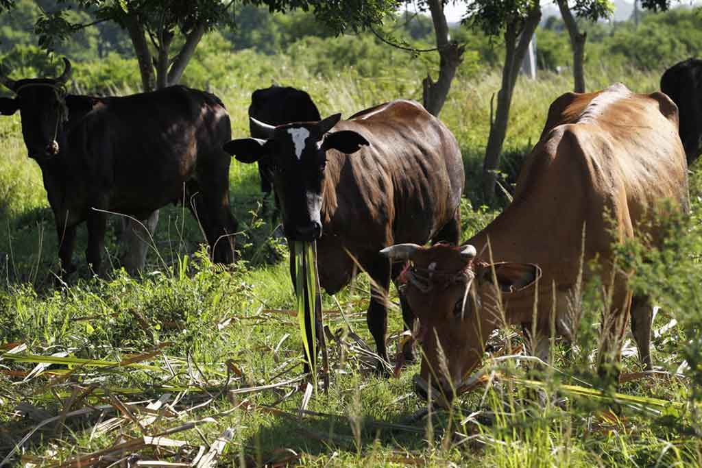 FAO apoya proyecto ganadero de Cuba