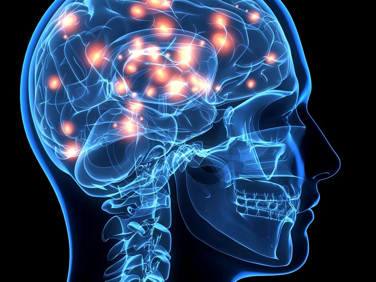 Estudio revela crecimiento constante del cerebro humano