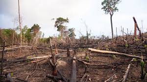 Informe de ONU por revelar estado de los bosques y desforestación