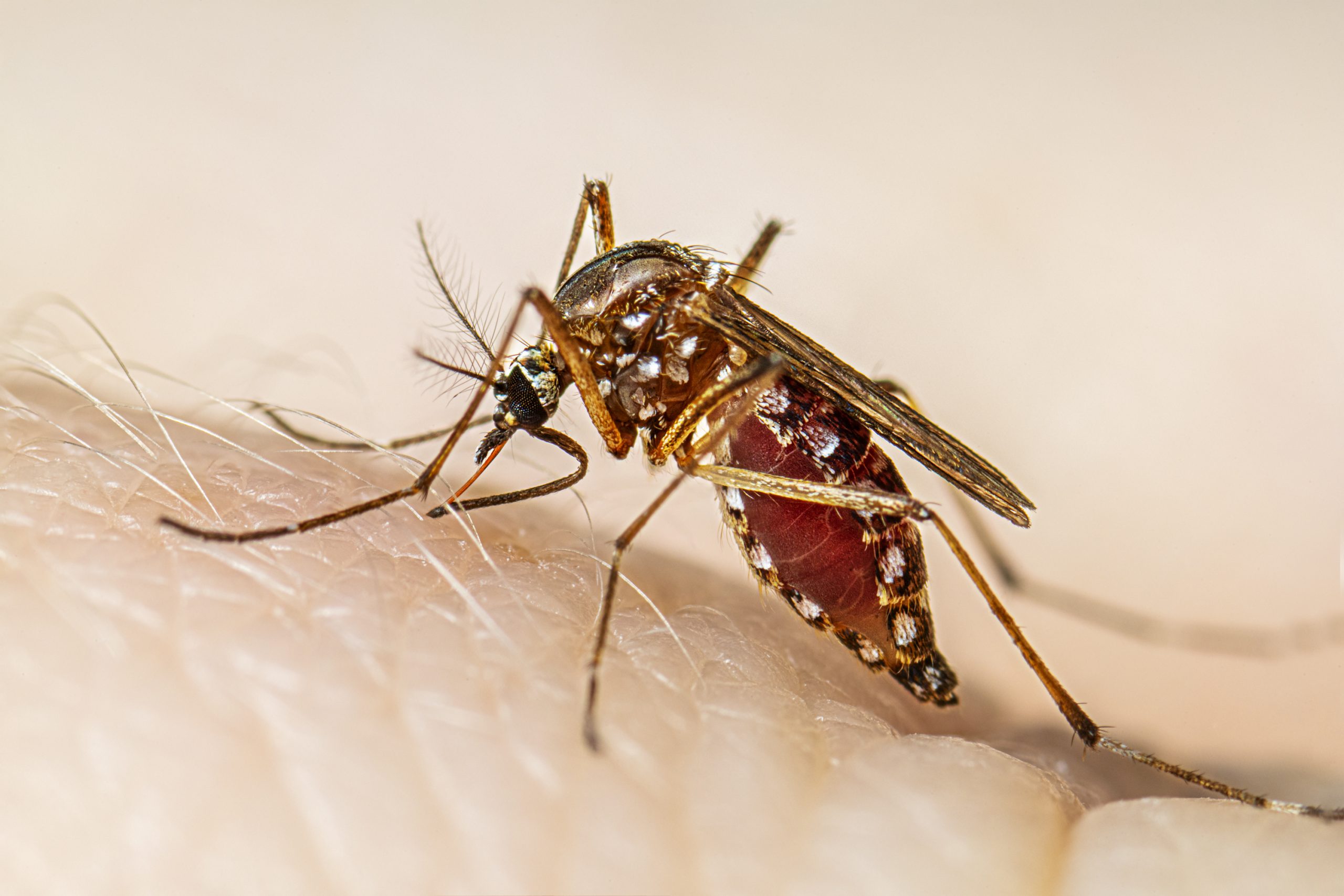 Decretan alerta epidemiológica por dengue en El Salvador Decretan alerta epidemiológica por dengue en El Salvador