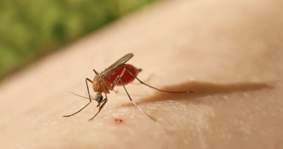 Intensificar acciones epidemiológicas y de control vectorial ante incremento de riesgos es esencial (+ Video) Intensificar acciones epidemiológicas y de control vectorial ante incremento de riesgos es esencial (+ Video)