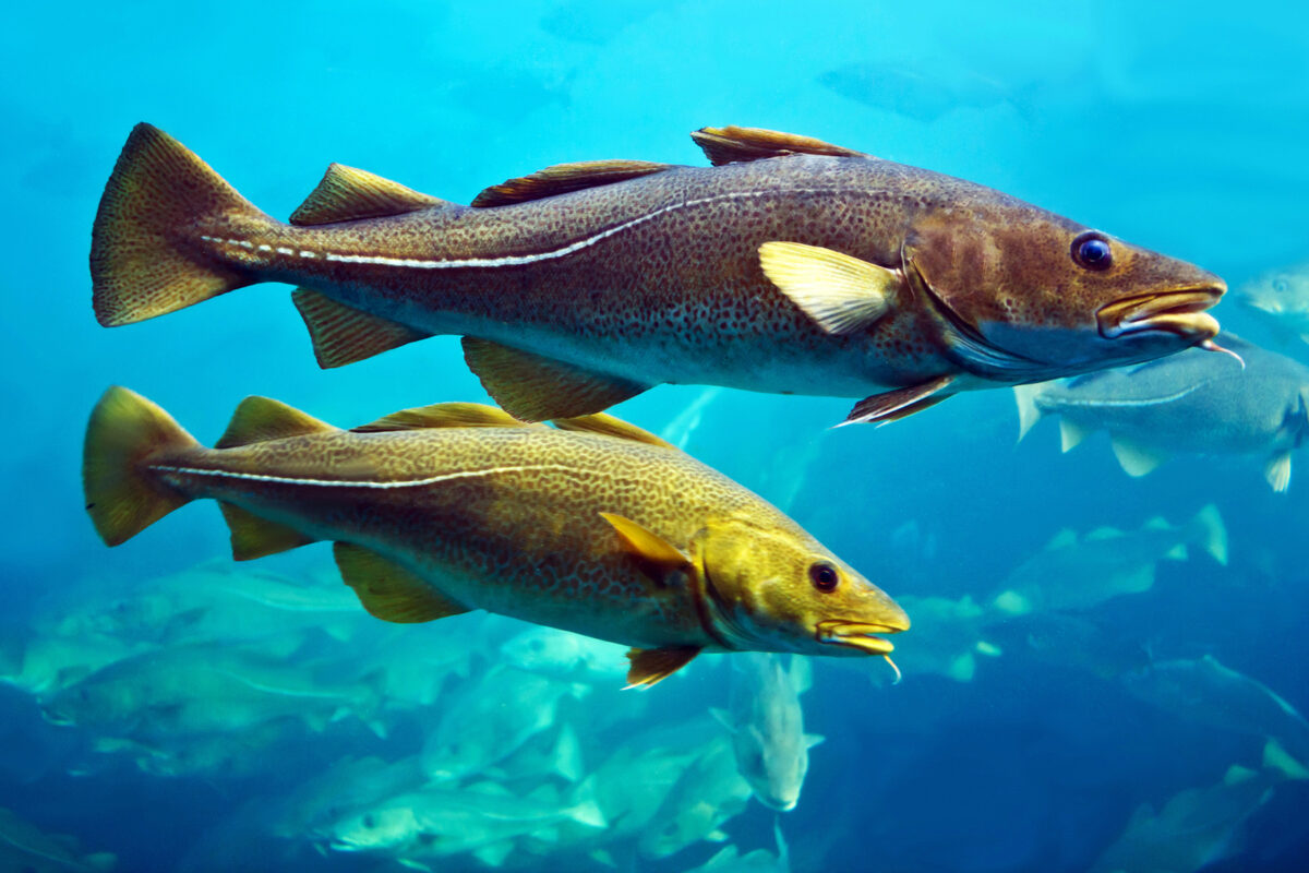 Predicen cambios en poblaciones de peces del Ártico