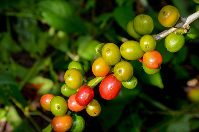 Cultura cafetalera con impacto de ciencia Cultura cafetalera con impacto de ciencia