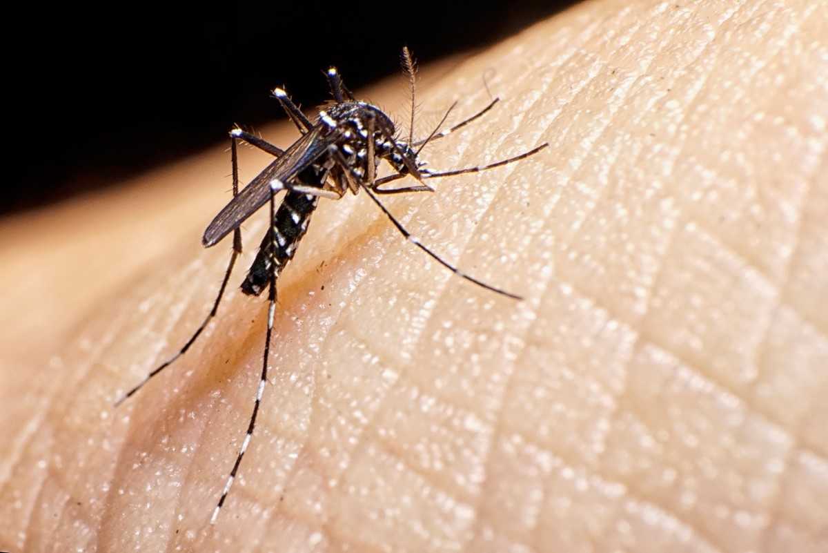 Descifran mecanismo de Aedes aegypti para infectar a humanos Descifran mecanismo de Aedes aegypti para infectar a humanos