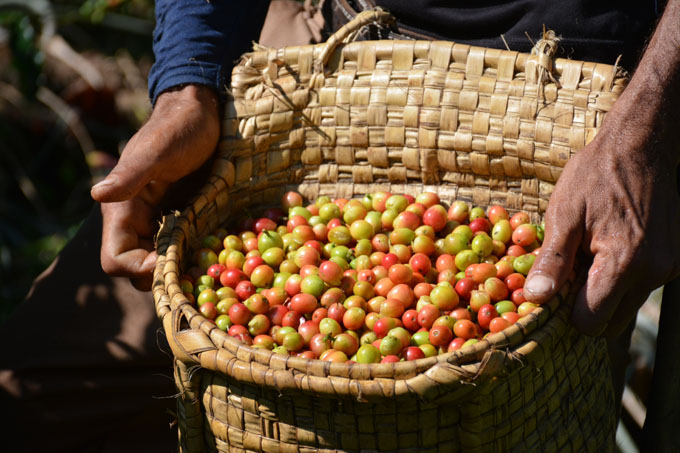 Enfrentan cosecha cafetalera en Bartolomé Masó con déficit de fuerza de trabajo Enfrentan cosecha cafetalera en Bartolomé Masó con déficit de fuerza de trabajo