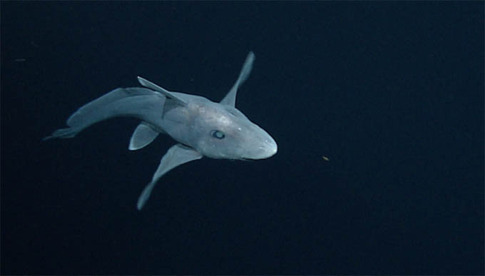 Hallan nueva especie de tiburón fantasma en Nueva Zelanda