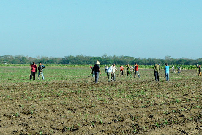 Continúa jornada por el Día del trabajador agropecuario en Granma Continúa jornada por el Día del trabajador agropecuario en Granma