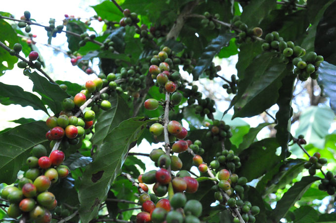 Jornada dominical de trabajo voluntario hacia los cafetales de Granma Jornada dominical de trabajo voluntario hacia los cafetales de Granma