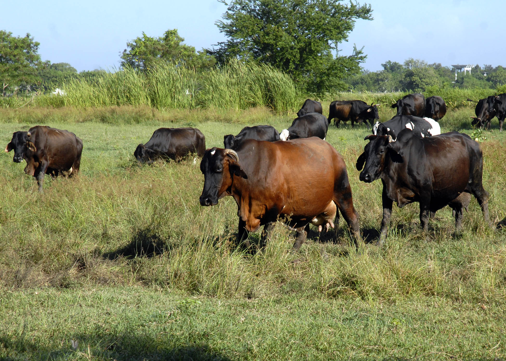 Atrasos en contratación agropecuaria en Granma