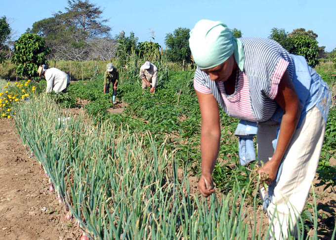 Granma entre las más destacadas en la Agricultura Urbana en el 2024 Granma entre las más destacadas en la Agricultura Urbana en el 2024