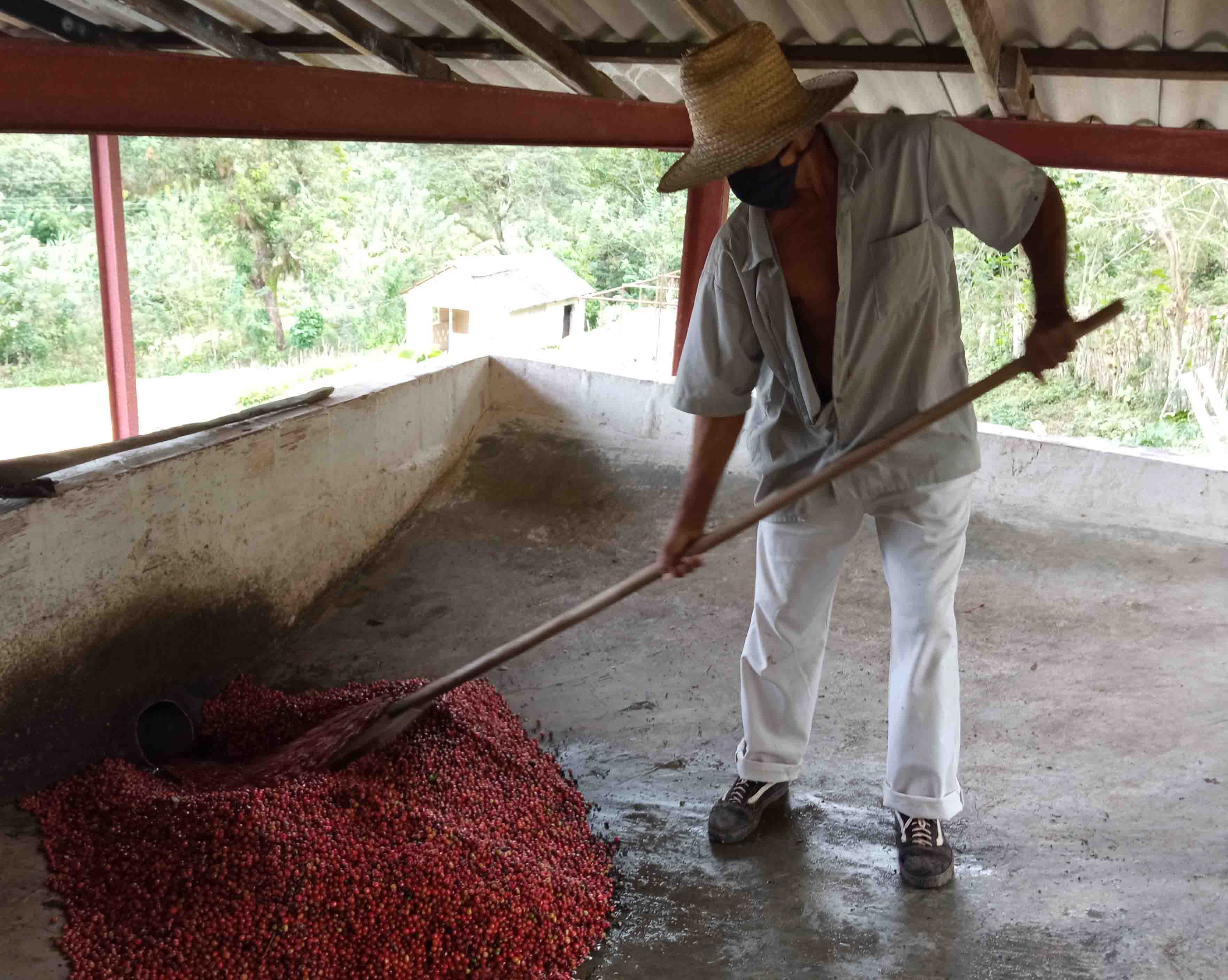 Comprometen desarrollo cafetalero en Bartolomé Masó tras incumplimiento de siembras Comprometen desarrollo cafetalero en Bartolomé Masó tras incumplimiento de siembras