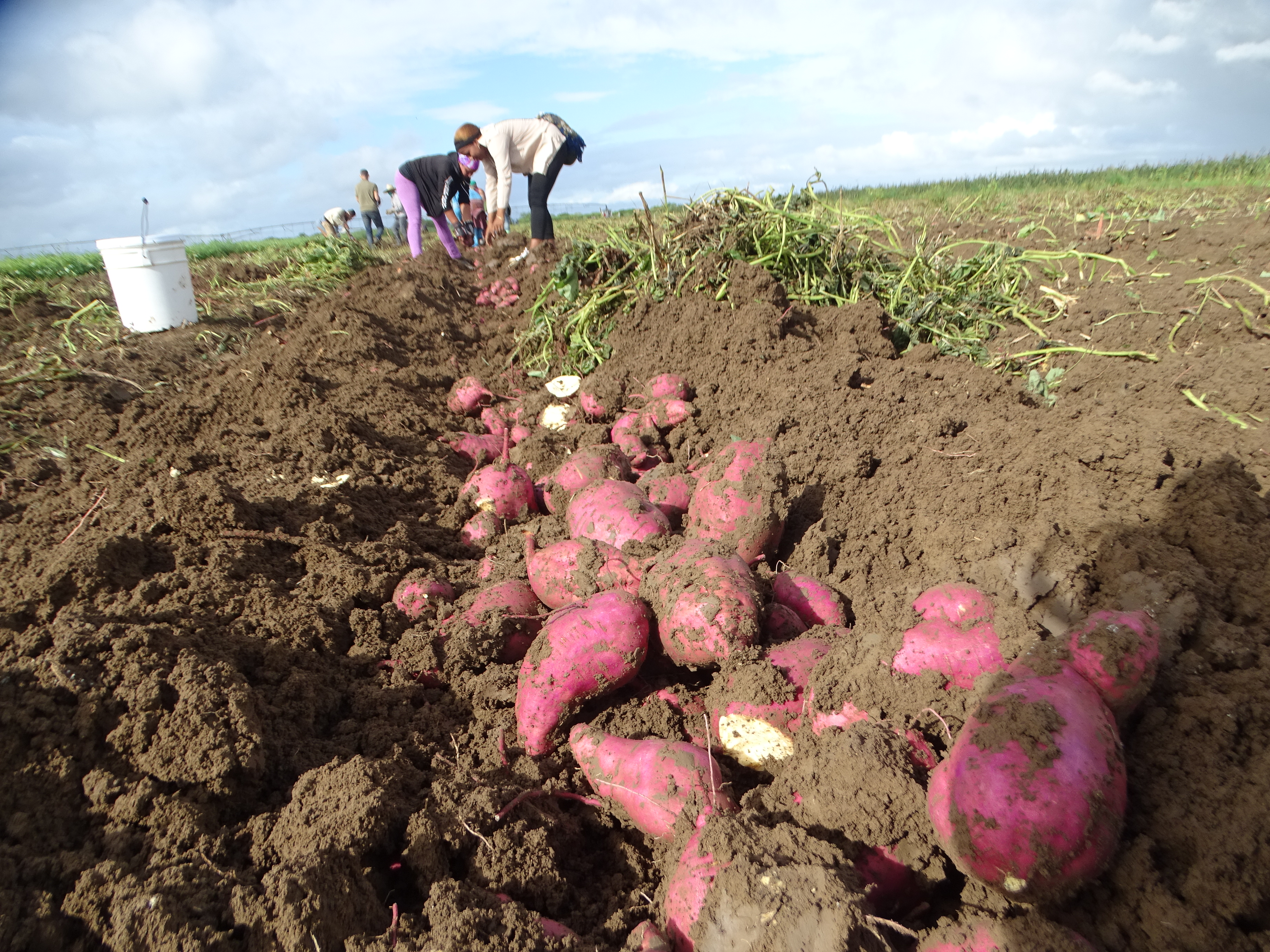 Resultados alentadores en la producción de alimentos en Campechuela Resultados alentadores en la producción de alimentos en Campechuela