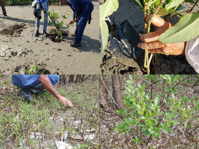 Manzanillo preserva su patrimonio boscoso y forestal