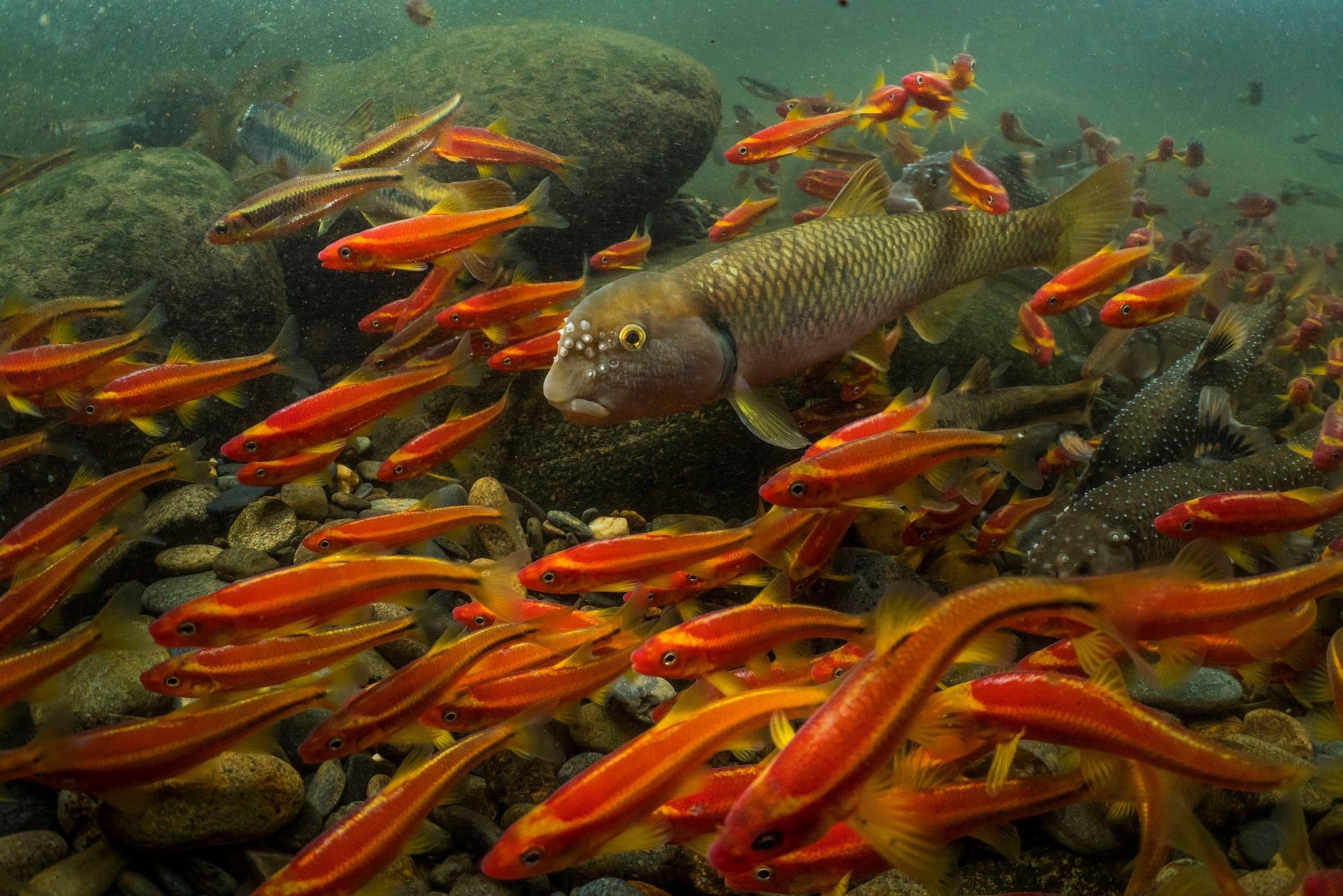 Una cuarta parte de animales de agua dulce bajo amenaza de extinción Una cuarta parte de animales de agua dulce bajo amenaza de extinción
