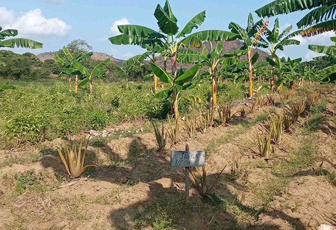 Diversifican producciones en finca de plantas medicinales de Bartolomé Masó Diversifican producciones en finca de plantas medicinales de Bartolomé Masó