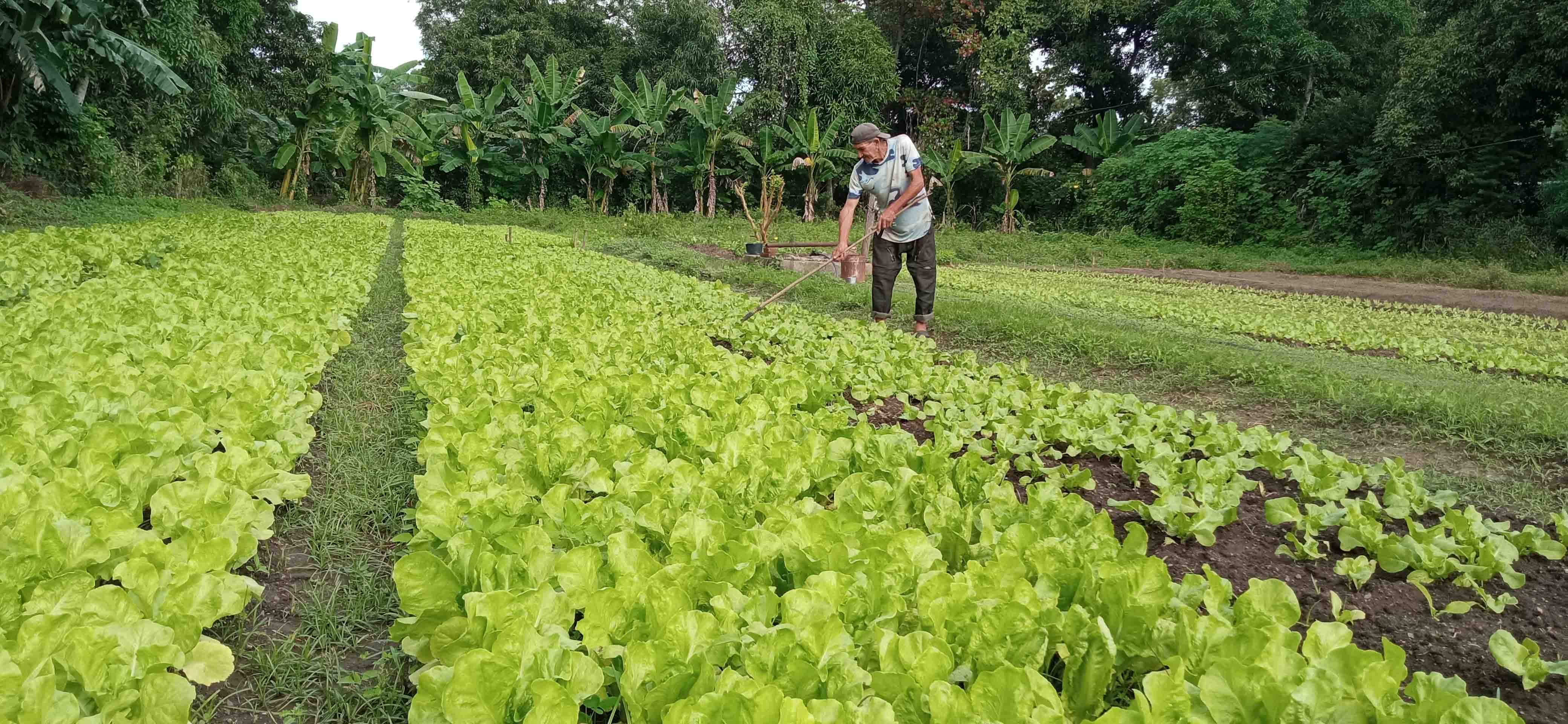 Efectúan en Bartolomé Masó balance anual sobre implementación de la ley de seguridad y soberanía alimentaria y nutricional Efectúan en Bartolomé Masó balance anual sobre implementación de la ley de seguridad y soberanía alimentaria y nutricional