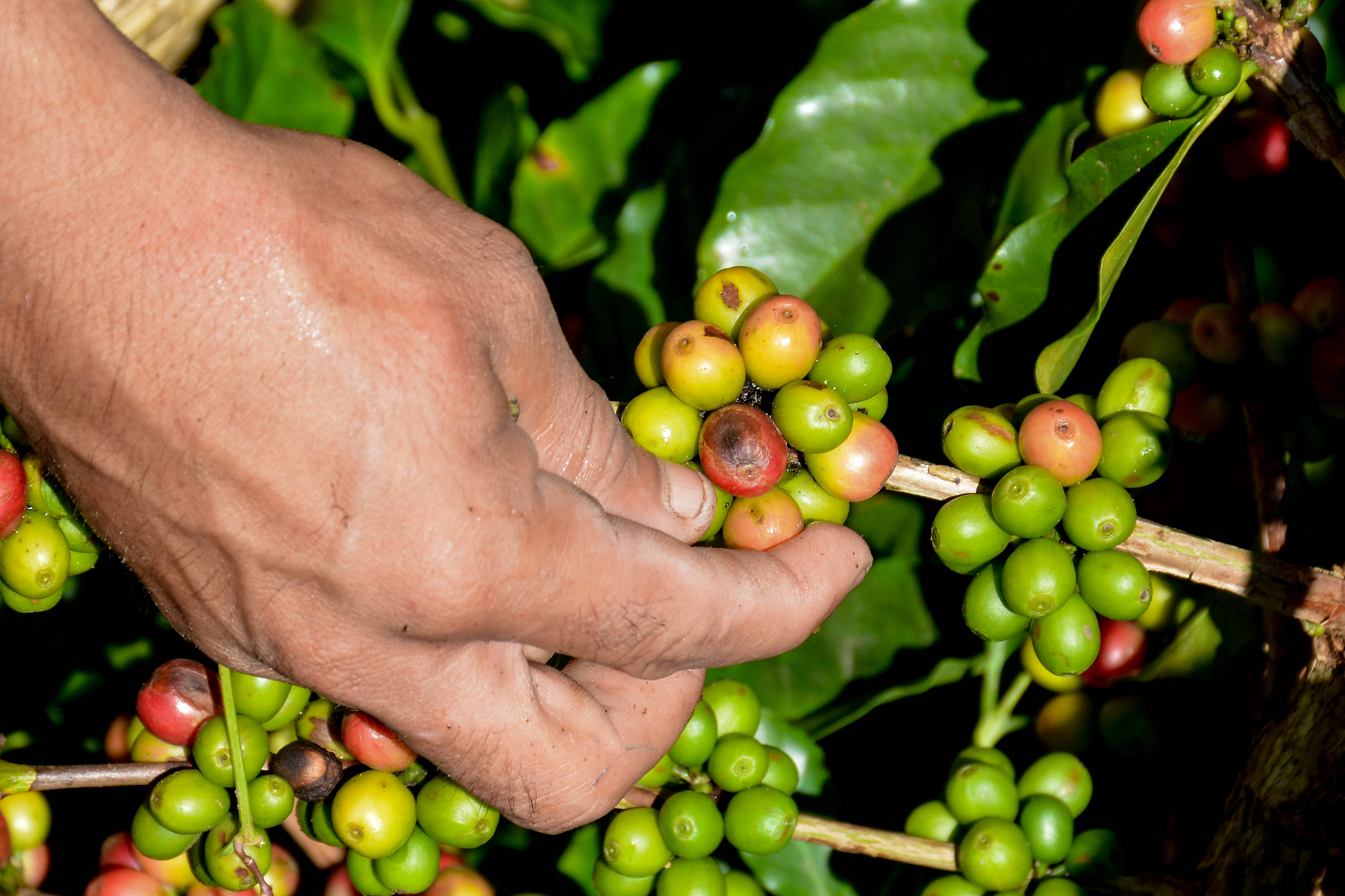 Hay que ponerle más ciencia al cafetal