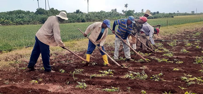 Producir alimentos, prioridad en Campechuela Producir alimentos, prioridad en Campechuela