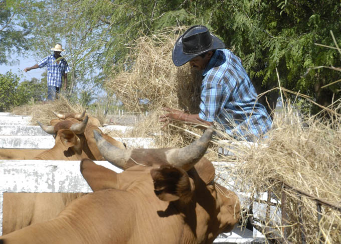 Realizan jornada por el Día del Trabajador de la Medicina Veterinaria en Granma