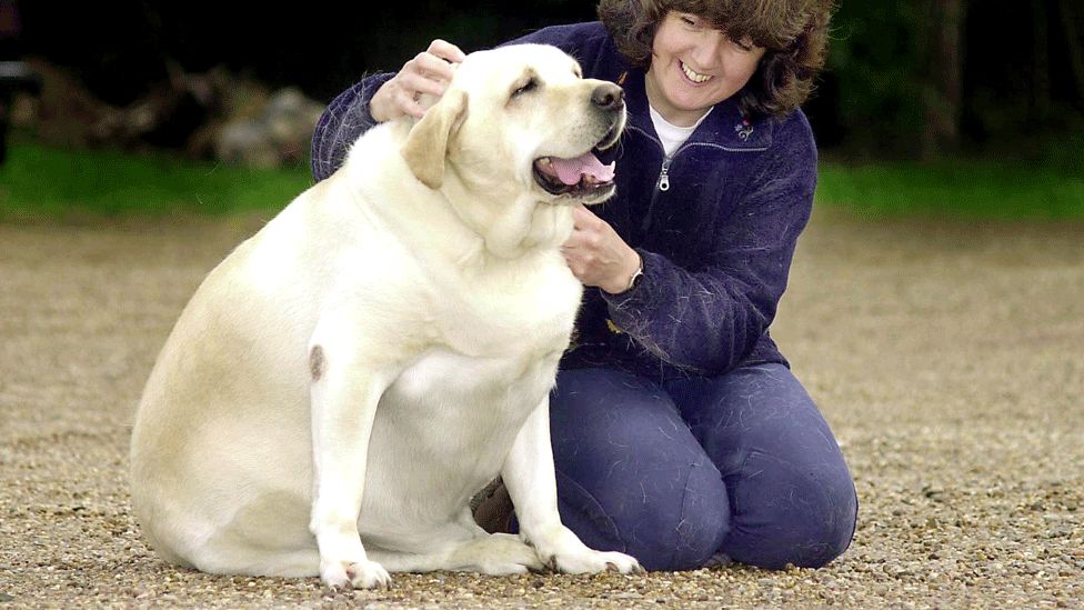 Humanos y perros labradores comparten el mismo gen de la obesidad