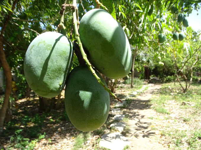 Granma se alista para la cosecha del mango Granma se alista para la cosecha del mango