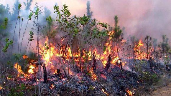 Cuba: 136 incendios forestales en algo más de dos meses Cuba: 136 incendios forestales en algo más de dos meses