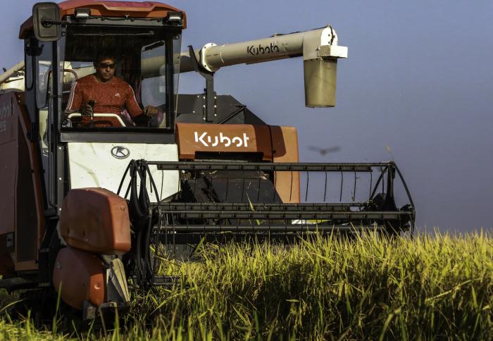 Son altas las potencialidades del cultivo de arroz junto a Vietnam Son altas las potencialidades del cultivo de arroz junto a Vietnam