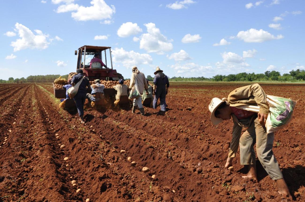 Definen Cambodia y Cuba hoja de ruta para cooperación agrícola