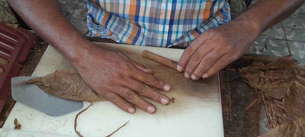 Puros cubanos de exportación con aroma de Guacanayabo