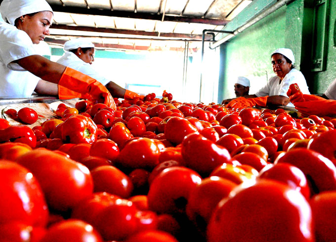 Reconocen respuesta productiva en campaña de tomate Reconocen respuesta productiva en campaña de tomate