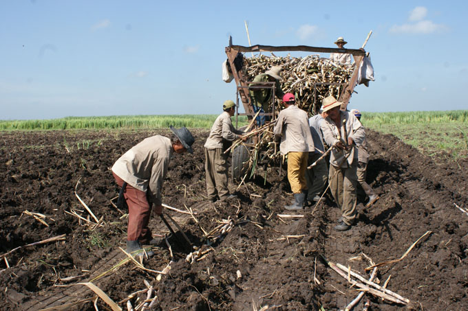 Redoblan acciones en la agricultura cañera en Granma Redoblan acciones en la agricultura cañera en Granma
