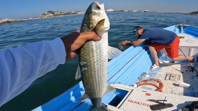 ¿Del pescado?, ¡La liseta! ¿Del pescado?, ¡La liseta!