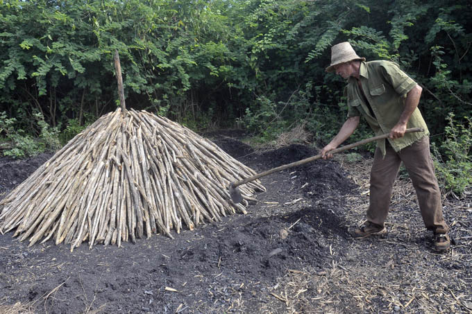 Avanza producción de carbón vegetal en Empresa agroforestal Granma
