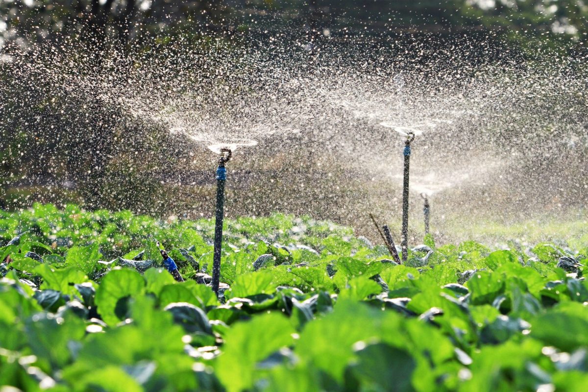 Cooperación italiana beneficia producción agropecuaria en Cuba