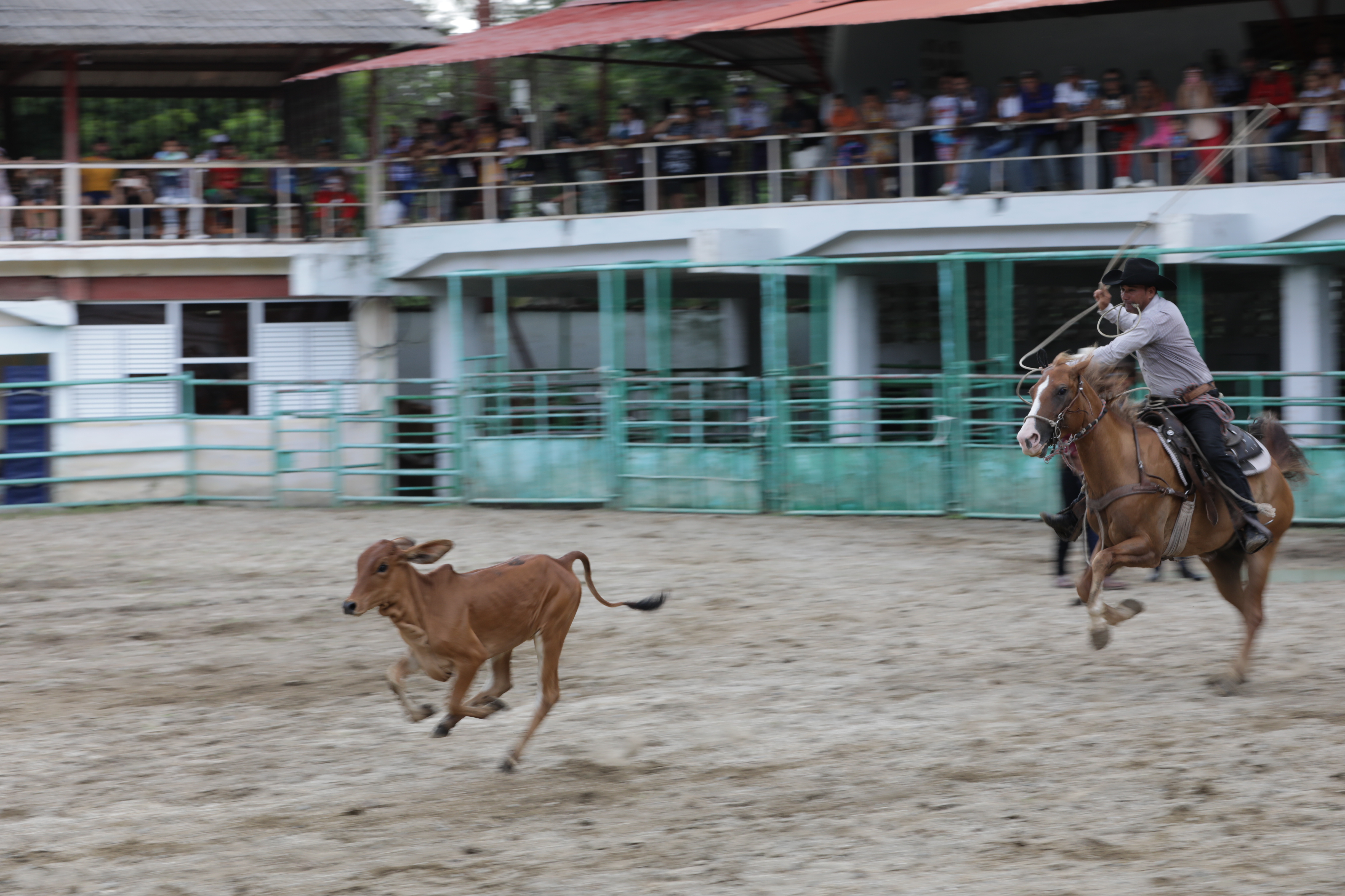 El regreso del Rodeo en Feria ganadera de verano en Bayamo