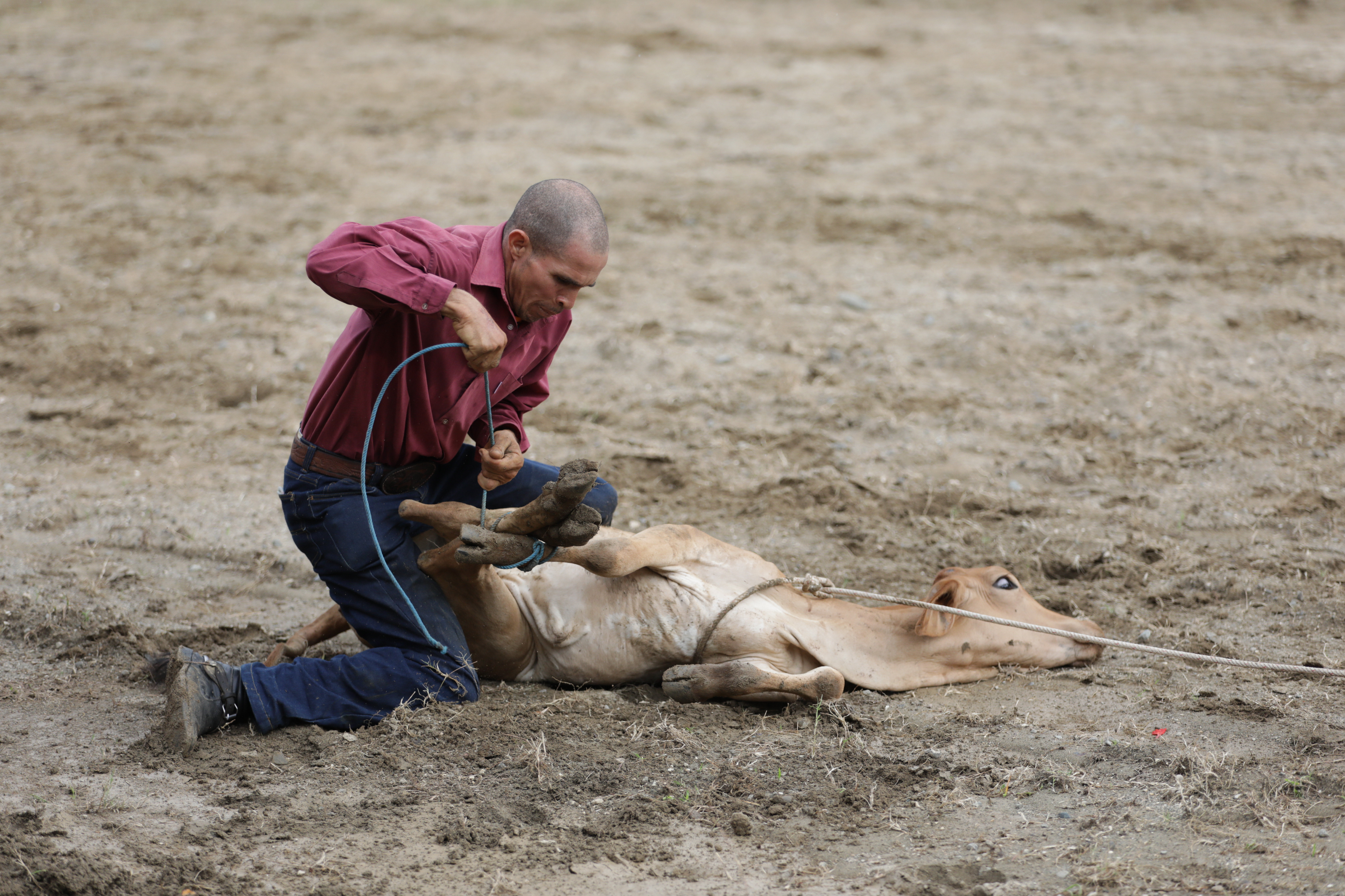 Concluye Feria Agropecuaria Granma 2025 y continuarán actividades de verano Concluye Feria Agropecuaria Granma 2025 y continuarán actividades de verano